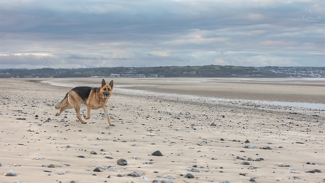 a german shepherd dog running on an epic beach in Wales